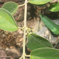 Gymnema sylvestre (Retz.) R.Br. ex Sm.